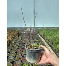 Dikensiz Kuşburnu - SAKSILI Dikensiz Kuşburnu - SAKSILI