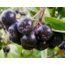 Yetişkin Galicjanka Aronia ( Aronya) Fidanı Yetişkin Galicjanka Aronia ( Aronya) Fidanı
