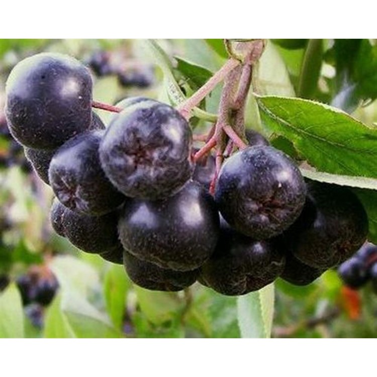 2 Yaşlı Galicjanka Aronia ( Aronya) Fidanı