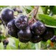 2 Yaşlı Galicjanka Aronia ( Aronya) Fidanı