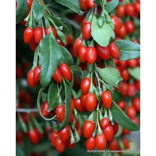 Kırmızı Gojiberry Fidanı ( Gojiberi - Kurt Üzümü ) Kırmızı Gojiberry Fidanı ( Gojiberi - Kurt Üzümü )