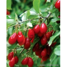 Kızılcık Fidanı ( Yerli )