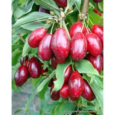 Kızılcık Fidanı (Aşı) Kızılcık Fidanı (Aşı)