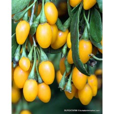 Sarı Gojiberry Fidanı ( Goji beri - Kurt Üzümü ) Sarı Gojiberry Fidanı ( Goji beri - Kurt Üzümü )