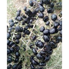 Siyah Gojiberry Fidanı ( Gojiberi - Kurt Üzümü ) Siyah Gojiberry Fidanı ( Gojiberi - Kurt Üzümü )