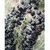 Siyah Gojiberry Fidanı ( Gojiberi - Kurt Üzümü ) Siyah Gojiberry Fidanı ( Gojiberi - Kurt Üzümü )
