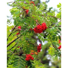 Üvez Fidanı Üvez Fidanı