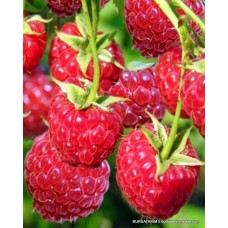 Willamette Ahududu Fidanı