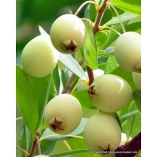 Yetişkin Murt Yemişi - ( Hambeles Fidanı) Yetişkin Murt Yemişi - ( Hambeles Fidanı)