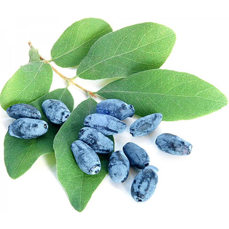 2 Yaşlı Zojka Bal Yemişi Fidanı  - Haskap - Honeyberry - Lonicera caerulea