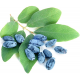 2 Yaşlı Zojka Bal Yemişi Fidanı  - Haskap - Honeyberry - Lonicera caerulea