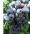 2 Yaşlı Bonus Yaban Mersini Fidanı ( Likapa - Maviyemiş ) Blueberry 2 Yaşlı Bonus Yaban Mersini Fidanı ( Likapa - Maviyemiş ) Blueberry