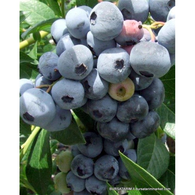 2 Yaşlı Bonus Yaban Mersini Fidanı ( Likapa - Maviyemiş ) Blueberry