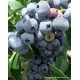 2 Yaşlı Bonus Yaban Mersini Fidanı ( Likapa - Maviyemiş ) Blueberry