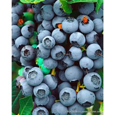 2 Yaşlı Brigitta Yaban Mersini Fidanı ( Maviyemiş ) 2 Yaşlı Brigitta Yaban Mersini Fidanı ( Maviyemiş )