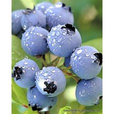 2 Yaşlı Chandler Yaban Mersini Fidanı ( Likapa - Maviyemiş ) 2 Yaşlı Chandler Yaban Mersini Fidanı ( Likapa - Maviyemiş )