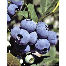 2 Yaşlı Chanticleer Yaban Mersini Fidanı ( Likapa - Maviyemiş )