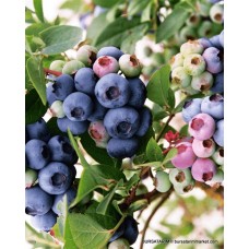 2 Yaşlı Darrow Yaban Mersini Fidanı ( Likapa - Maviyemiş ) 2 Yaşlı Darrow Yaban Mersini Fidanı ( Likapa - Maviyemiş )