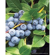 1 Yaşlı Duke Yaban Mersini Fidanı ( Likapa ) 1 Yaşlı Duke Yaban Mersini Fidanı ( Likapa )