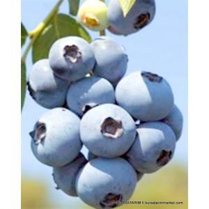 1 Yaşlı Earliblue Yaban Mersini Fidanı ( Likapa - Mavi Yemiş ) 1 Yaşlı Earliblue Yaban Mersini Fidanı ( Likapa - Mavi Yemiş )