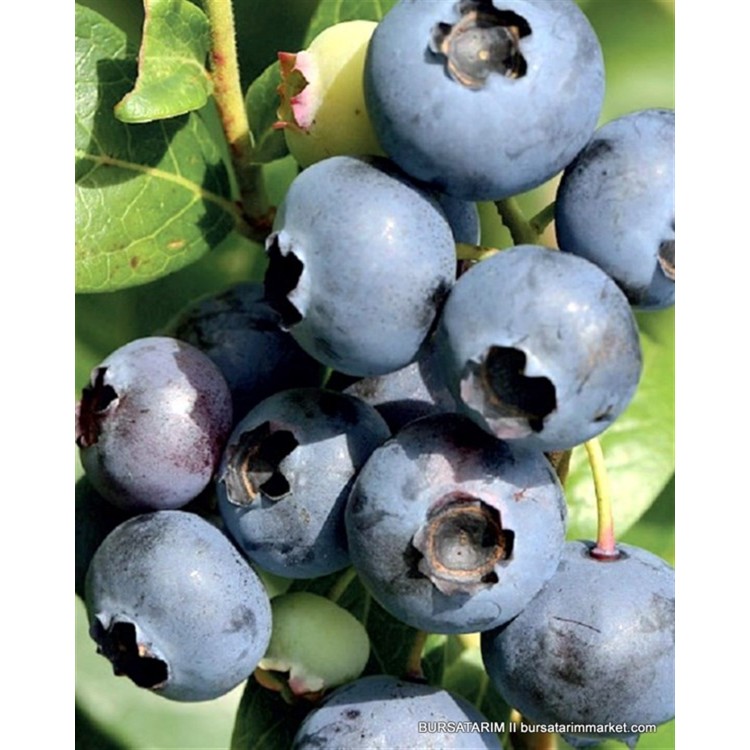 Yetişkin Elizabeth Yaban Mersini Fidanı ( Likapa - Mavi Yemiş ) Blueberry )