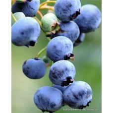 2 Yaşlı Goldtraube Yaban Mersini Fidanı ( Likapa - Maviyemiş ) 2 Yaşlı Goldtraube Yaban Mersini Fidanı ( Likapa - Maviyemiş )