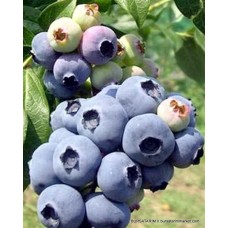 2 Yaşlı Hannah's Choices Yaban Mersini Fidanı ( Likapa - Maviyemiş )