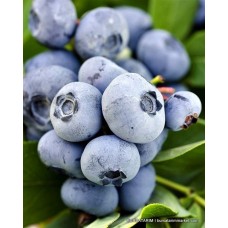 2 Yaşlı Liberty Yaban Mersini Fidanı ( Likapa - Maviyemiş ) 2 Yaşlı Liberty Yaban Mersini Fidanı ( Likapa - Maviyemiş )