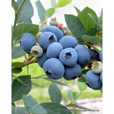 2 Yaşlı New Hannover Yaban Mersini Fidanı ( Likapa - Maviyemiş ) 2 Yaşlı New Hannover Yaban Mersini Fidanı ( Likapa - Maviyemiş )