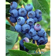 2 Yaşlı Patriot Yaban Mersini Fidanı ( Maviyemiş ) 2 Yaşlı Patriot Yaban Mersini Fidanı ( Maviyemiş )