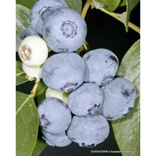 2 Yaşlı Spartan Yaban Mersini Fidanı 2 Yaşlı Spartan Yaban Mersini Fidanı