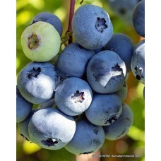 2 Yaşlı Toro Yaban Mersini Fidanı ( Likapa - Maviyemiş ) 2 Yaşlı Toro Yaban Mersini Fidanı ( Likapa - Maviyemiş )