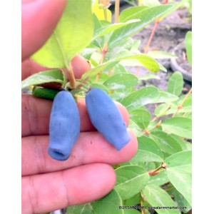 Yetişkin Wojtek Bal Yemişi - Honeyberry ( Haskap Fidanı) Yetişkin Wojtek Bal Yemişi - Honeyberry ( Haskap Fidanı)