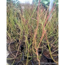 Yetişkin New Hannover Yaban Mersini Fidanı ( Likapa - Mavi Yemiş )