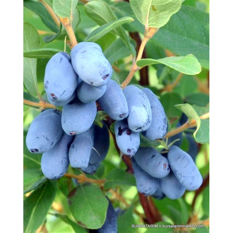 2 Yaşlı Zojka Bal Yemişi Fidanı  - Haskap - Honeyberry - Lonicera caerulea