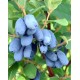 2 Yaşlı Zojka Bal Yemişi Fidanı  - Haskap - Honeyberry - Lonicera caerulea