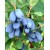 Yetişkin Zojka Bal Yemişi Fidanı  - Haskap - Honeyberry - Lonicera caerulea