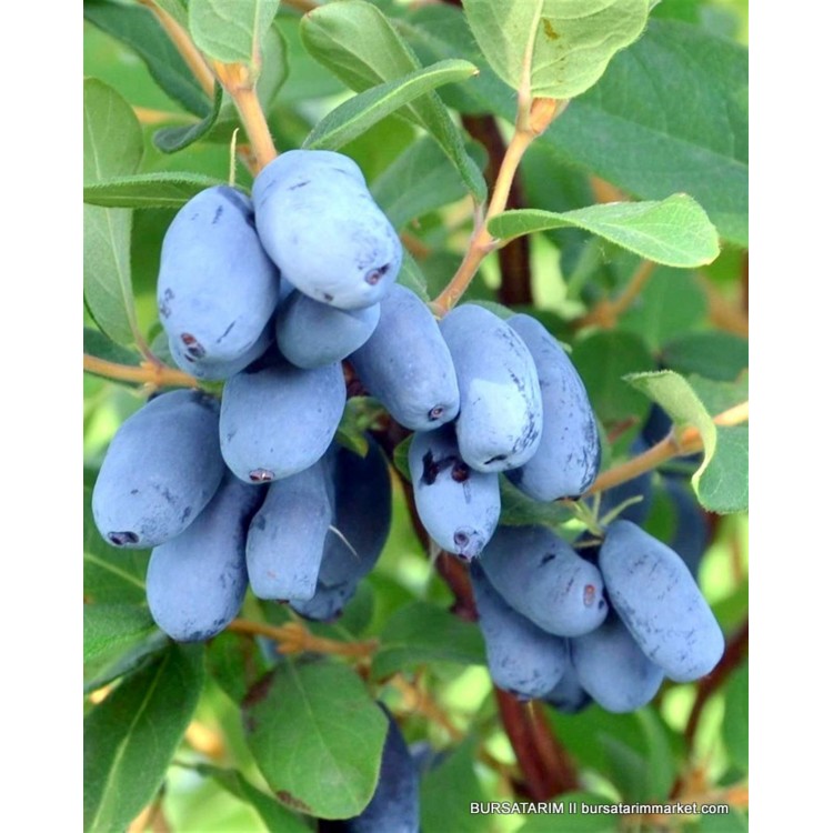 Yetişkin Zojka Bal Yemişi Fidanı  - Haskap - Honeyberry - Lonicera caerulea