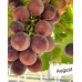 August Giant Üzüm Fidanı August Giant Üzüm Fidanı