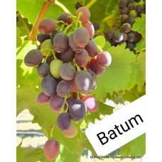 Batum Üzüm Fidanı Batum Üzüm Fidanı