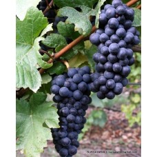 Ekşi Kara Üzüm Fidanı Ekşi Kara Üzüm Fidanı