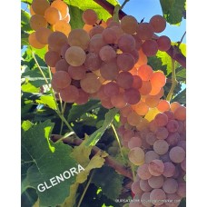 Glenora seedless ( Çekirdeksiz ) Üzüm Fidanı