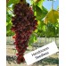 Hendrickson Seedless Üzüm Fidanı Hendrickson Seedless Üzüm Fidanı