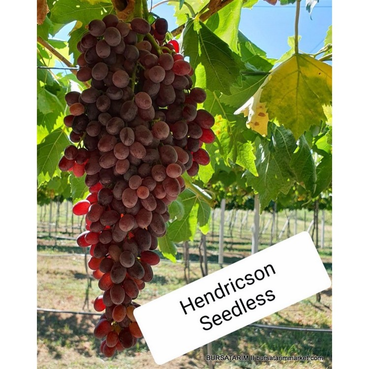 Hendrickson Seedless Üzüm Fidanı