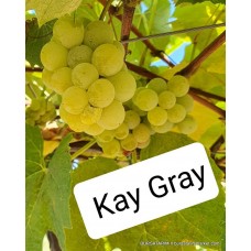 Kay Gray Üzüm Fidanı Kay Gray Üzüm Fidanı