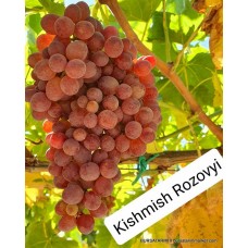 Kishmish Rozovyi Üzüm Fidanı Kishmish Rozovyi Üzüm Fidanı