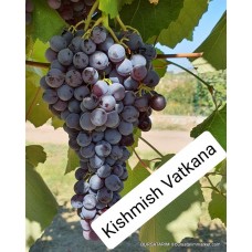 Kishmish Vatkana Üzüm Fidanı Kishmish Vatkana Üzüm Fidanı