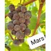 Mars Seedless Üzüm Fidanı