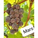 Mars Seedless Üzüm Fidanı