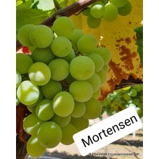 Mortensen Üzüm Fidanı Mortensen Üzüm Fidanı